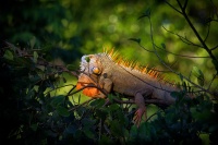 Leguan zeleny - Iguana iguana - Green iguana 9413